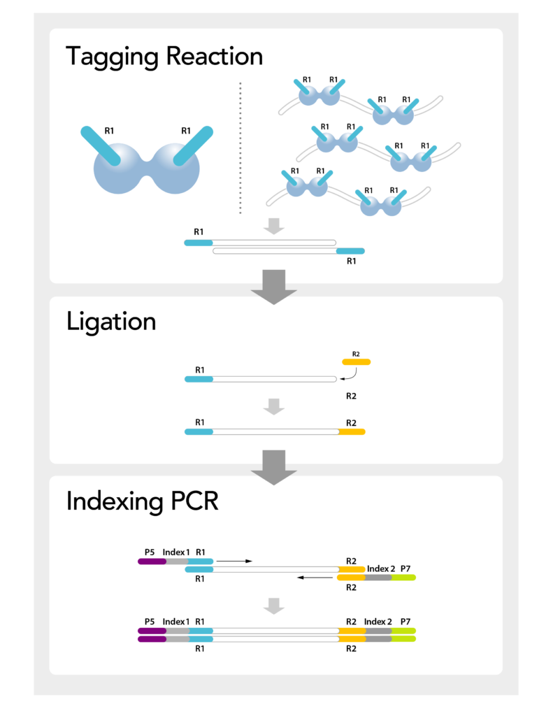 Directional Tagmentation Molecular Schematic