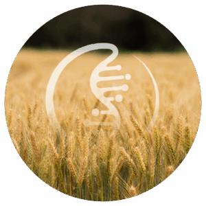 AgriPrep, powered by the one-step ExpressPlex workflow, is optimized for simple, high-throughput plant & animal low pass WGS. It uses tagmentation-based library prep to go from extracted genomic DNA to sequence-ready libraries in 100 minutes.