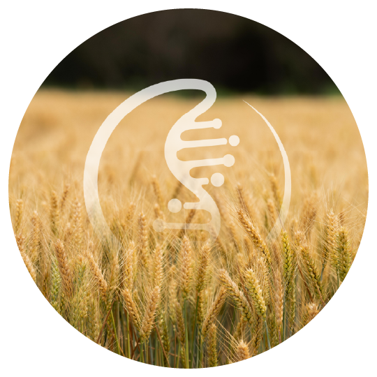 AgriPrep, powered by the one-step ExpressPlex workflow, is optimized for simple, high-throughput plant & animal low pass WGS. It uses tagmentation-based library prep to go from extracted genomic DNA to sequence-ready libraries in 100 minutes.